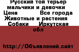 Русский той-терьер мальчики и девочки › Цена ­ 8 000 - Все города Животные и растения » Собаки   . Иркутская обл.